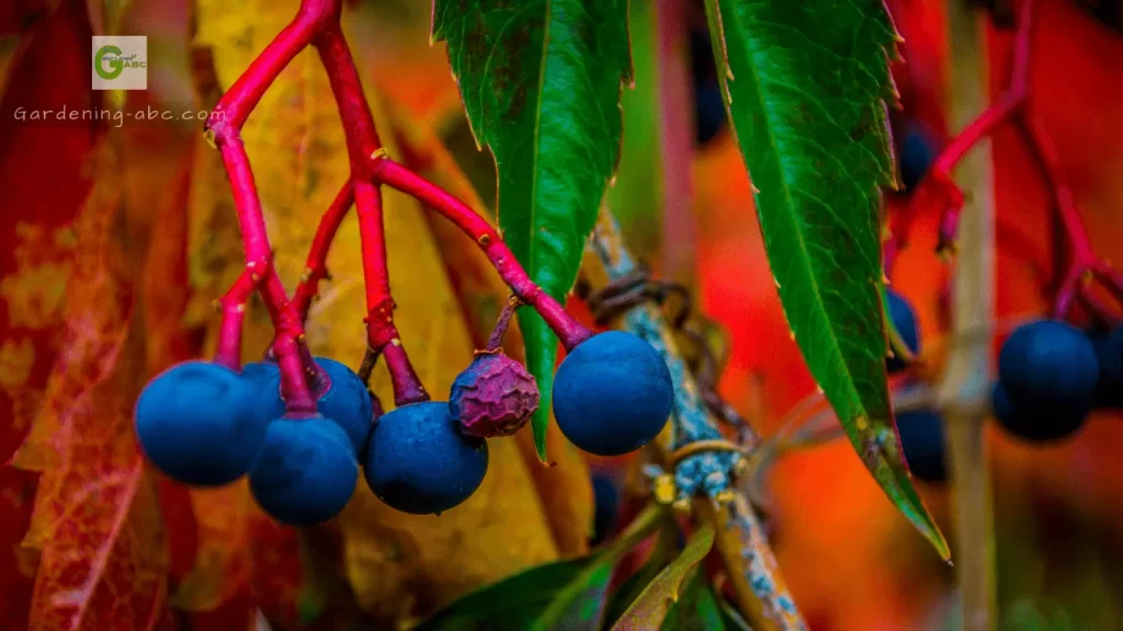 Virginia creeper berries poisonous berries