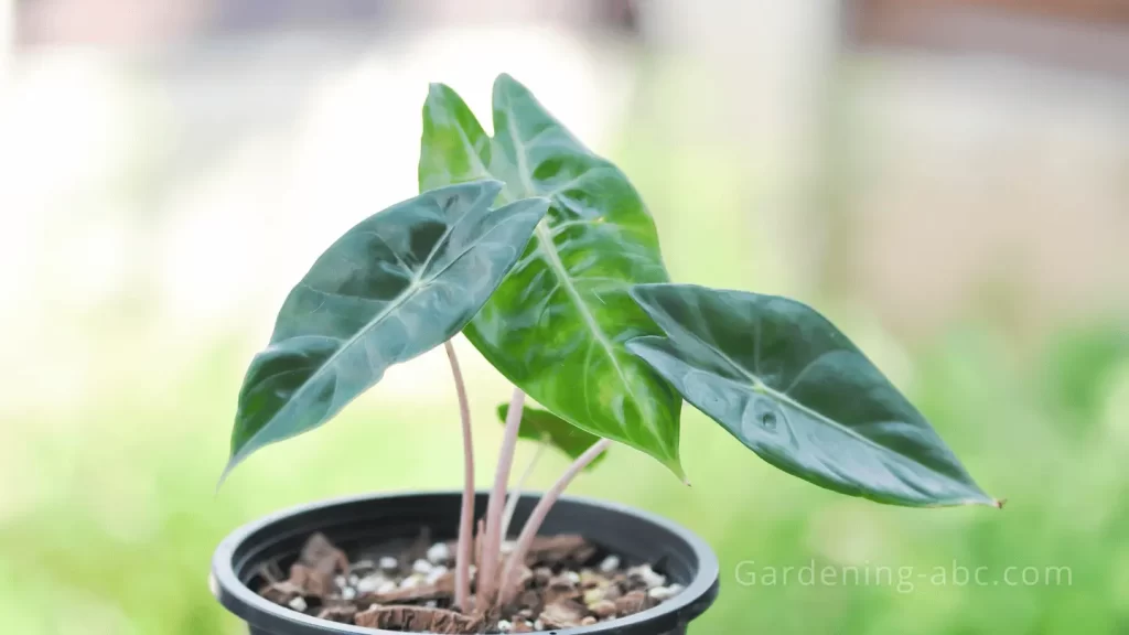 Popular Waxy Leaf Plants Alocasia amazonica