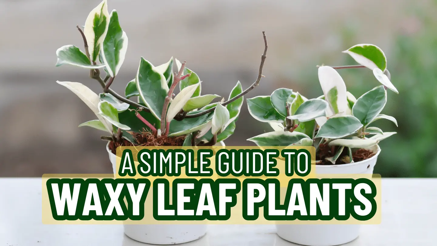 The Complete Guide To Waxy Leaf Plants With Easy Care Tips