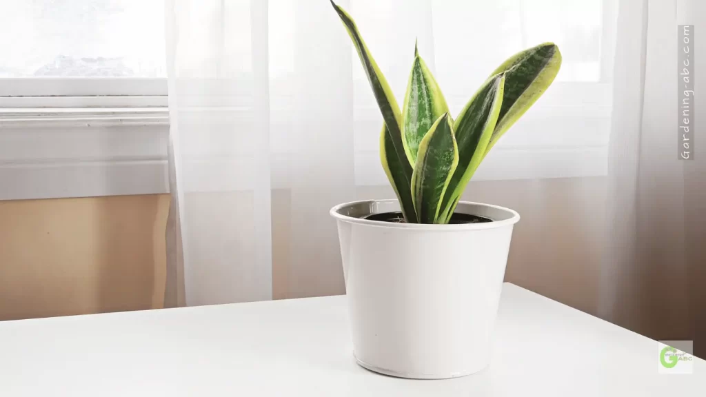 is your snake plant healthy