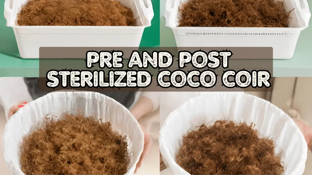 Why Sterilize Coco Coir