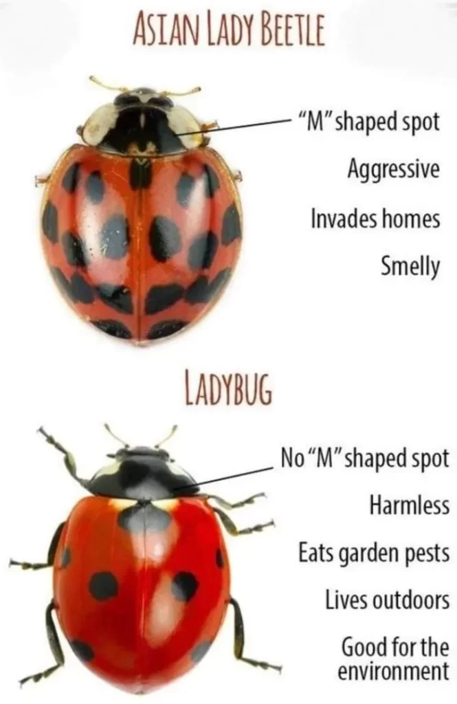 ladybug vs lady beetle