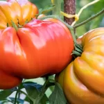 Heirloom tomato growing guide