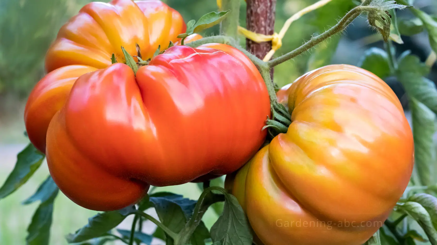 Heirloom tomato growing guide