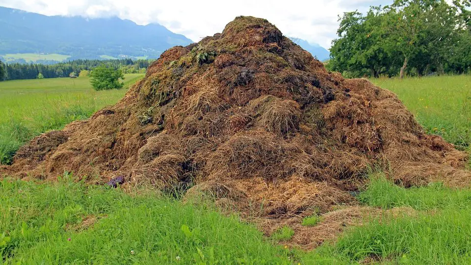 Compost for soil cover
