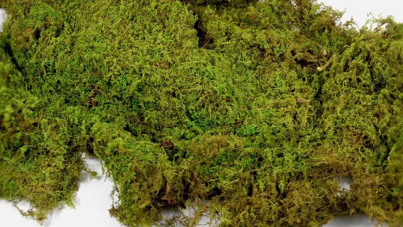 peat moss grwoing medium