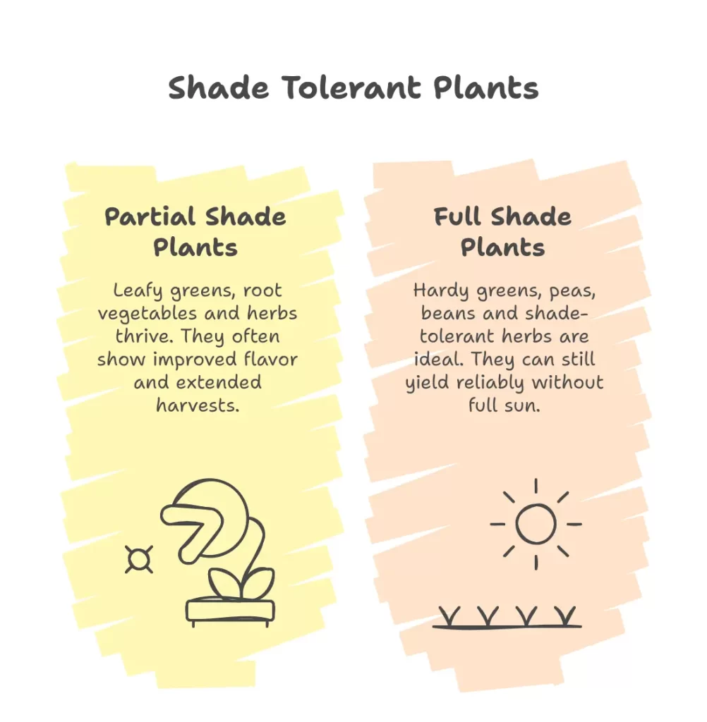 Shade tolerant plants